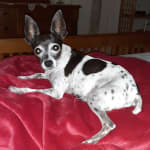 Super for my Rattie!