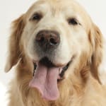 Top choice for probiotics