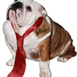 Great for bulldog allergy-prone skin