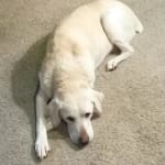 Pain Relief for My Dog