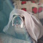 These pills save our dog's life.