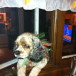 Coco (the dog) is crazy about Gentle Snackers.