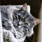 I would recommend this product