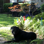 I would purchase this item again.