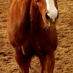 My doggies are thriving!