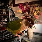 Visbiome Isn't Just for Dogs and Cats