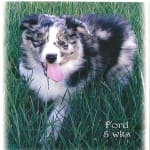 Fabulous skin and coat: