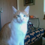 Comes perfectly packaged and cheaper!