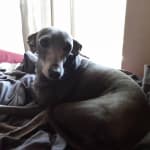 This potassium bromide is Great!