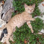 This medication made treating my pet easier