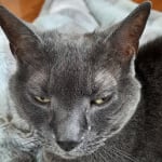 Purina  kidney  cat food