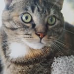 ProHepatic is easy to administer with Pill Pockets