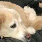 Vetprofen is a life saver!