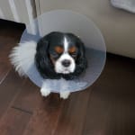 The hotspot disappeared before my eyes and only used 1x/day!