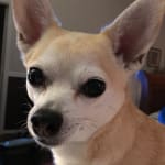 No fleas or paracites