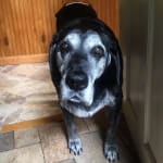 We love Vet Rx Direct!