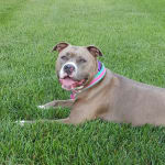 No more angry skin and raw paws!