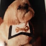 I would purchase this again