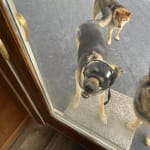 Medication work great