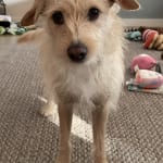 Really helps fearful dog that is noise reactive