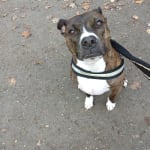 My Stella loves this!