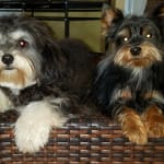 Important to maintain pets eyes health