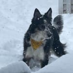 This medication helped my pet