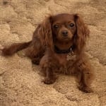 This shampoo medication helped my pet.