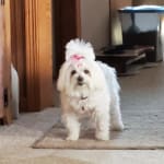 Good price will buy again