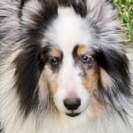 Omega 03 is a Great Product for Your Pet