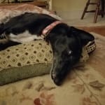 A must have for greyhound periodontal maintenance