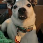 My dog has seizures and this keeps them away