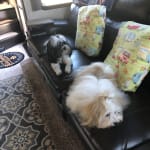 Great addition to dental care