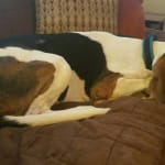 I would buy this product again