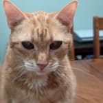 This medication helps my cat breathe freely again!