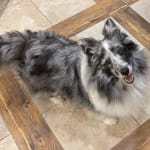 Vital Product for keeping your renal dog healthy