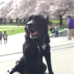 Solva-Ker helped my dog