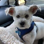 Probiotic helps keep my dog's tummy healthy