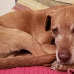 This medication has helped our dog for several years