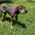 I am greatful for VetRxDirect