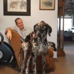 Makes my Great Dane like a puppy again