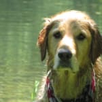 Zymox is a must have for caring dog owners!