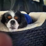 Ordered by vet for IBD