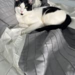 After two days, I've seen an improvement with my cats breath