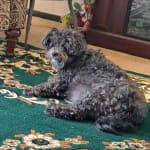 Helps my dog enjoy snacks and lose weight.