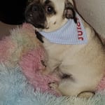 Surolan ear and skin treatment for dogs on sale