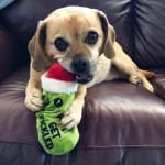 This product shipped immediately for my sick pet.