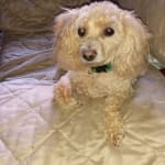 Great toothbrush for small dogs