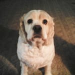 Apoquel is the remedy for itchy skin allergies.