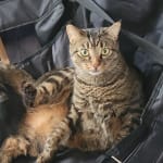 Great Flea prevention